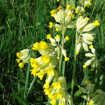 oxlip - yellow flower