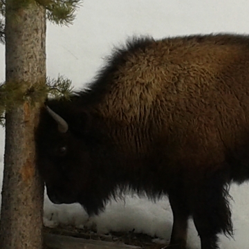 bison scratching